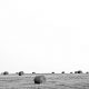 A Field in texas