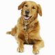 Canine Control