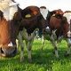 Livestock Valuer
