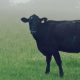 township-of-melancthon-banner-cows