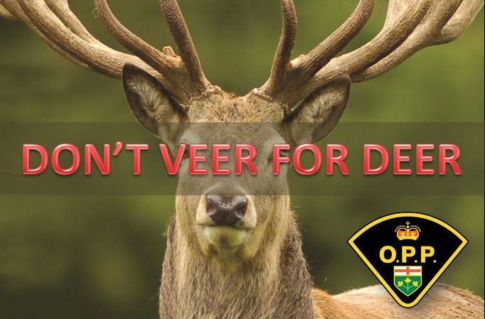 Don't Veer for Deer