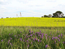 Field