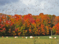 Fall