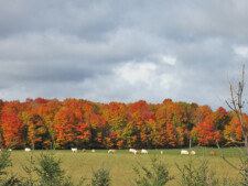 Fall